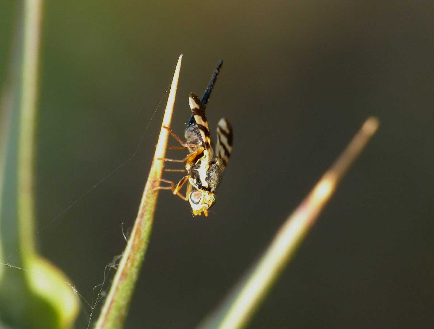 Piccolo Tephritidae?